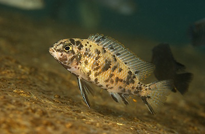 Tropheops sp. 'orange chest' Otter Island